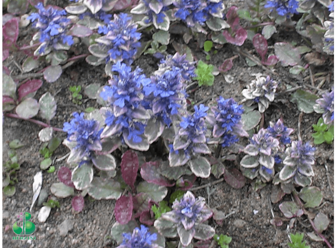 Ajuga reptans   'Burgundy Glow'